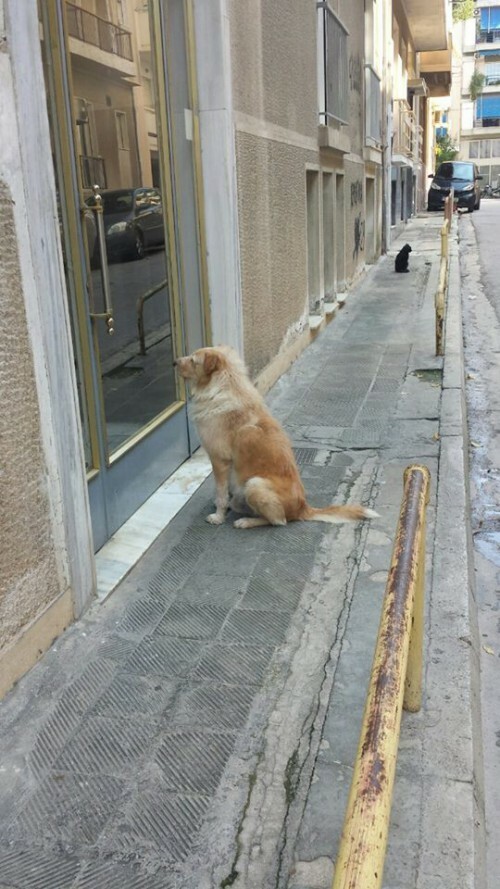 Αίσιο τέλος για τον "Χάτσικο" από το Κουκάκι που περίμενε τον νεκρό ιδιοκτήτη του έξω από το σπίτι