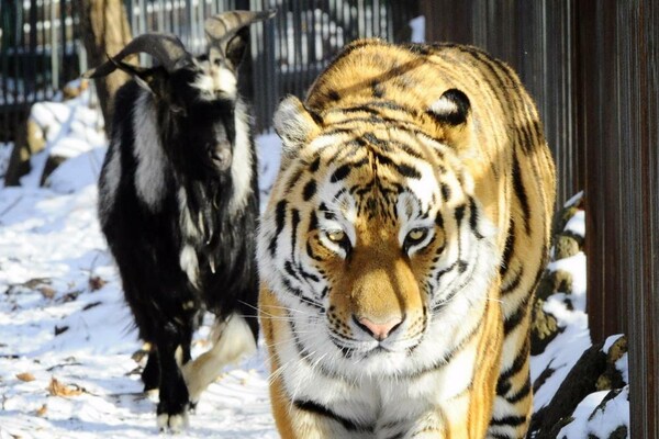 Τέλος στη διάσημη φιλία του τίγρη με την κατσίκα