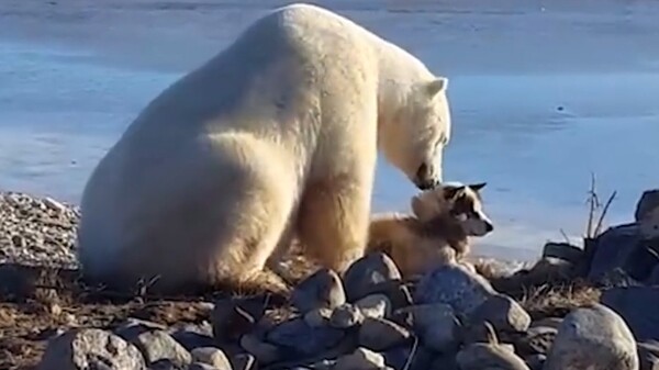 Θυμάστε το τρυφερό βίντεο με την πολική αρκούδα και το σκύλο: Η ιστορία τους έχει και μία σκοτεινή πτυχή