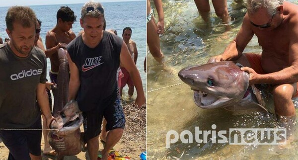 «Δεν παίζουμε με τα προστατευόμενα είδη της θάλασσας» - Αντιδράσεις προκαλούν οι φωτογραφίες με τους καρχαρίες στον Πύργο