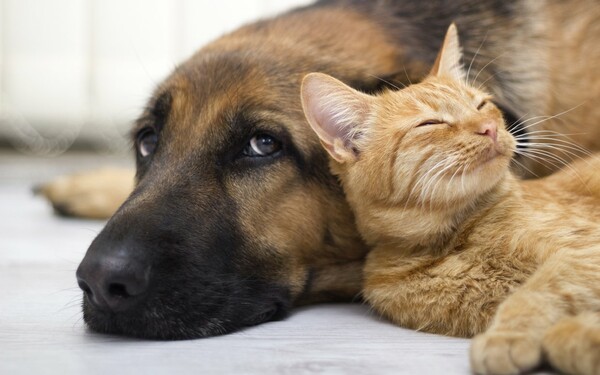 Τελικά οι γάτες ή οι σκύλοι αγαπούν περισσότερο τα αφεντικά τους;
