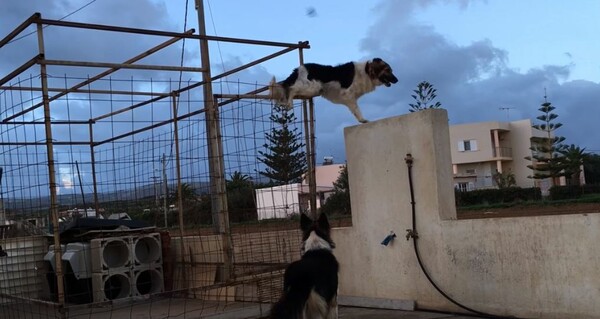 Σκύλος - κομάντο στην Κρήτη παραβιάζει με απίστευτο τρόπο το φράχτη για να παίξει με τη φίλη του!