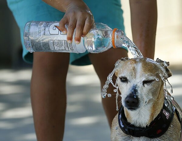 Πώς να φροντίζετε σωστά τον σκύλο σε περιόδους έντονης ζέστης ή καύσωνα