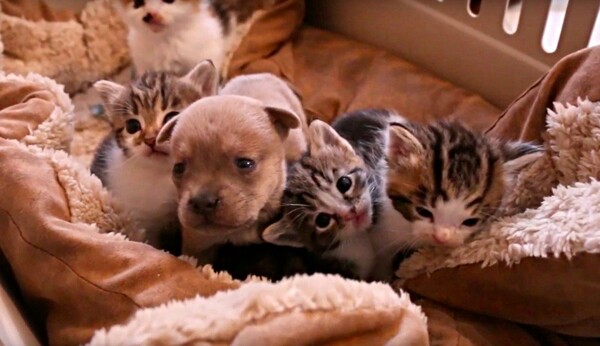 Ένα ορφανό κουτάβι 2 ημερών βρήκε καινούργια οικογένεια με μαμά και αδέλφια γάτες