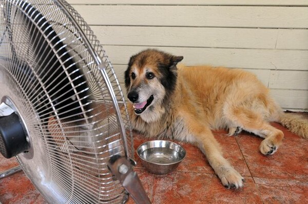 Πώς να φροντίζετε σωστά τον σκύλο σε περιόδους έντονης ζέστης ή καύσωνα