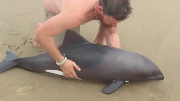 O "ήρωας" της ημέρας απλά έκανε το αυτονόητο - Αφιέρωσε 1 λεπτό για να σώσει ένα μωρό δελφίνι