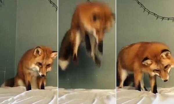 Σεντόνι ή χιόνι; Η αλεπού Juniper χοροπηδάει στο κρεβάτι μπερδεμένη
