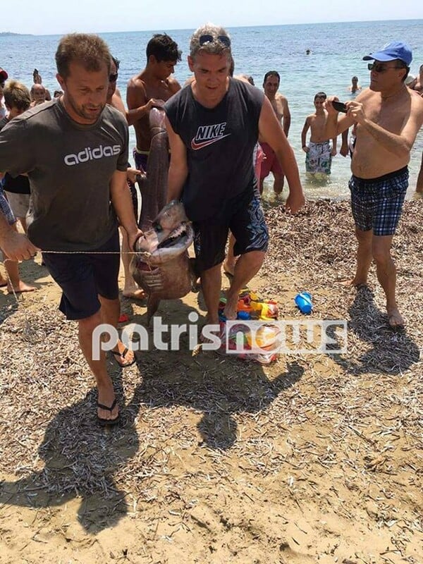 Πύργος: Ψαράδες έβγαλαν στην ακτή ζωντανά καρχαριοειδή και ο κόσμος τα φωτογράφιζε