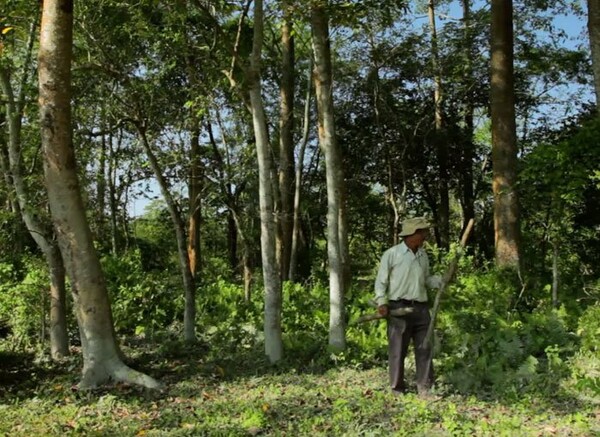 Πριν από 40 χρόνια ένας 16χρονος άρχισε να φυτεύει δέντρα σε ένα απομονωμένο νησί και τώρα είναι αγνώριστο