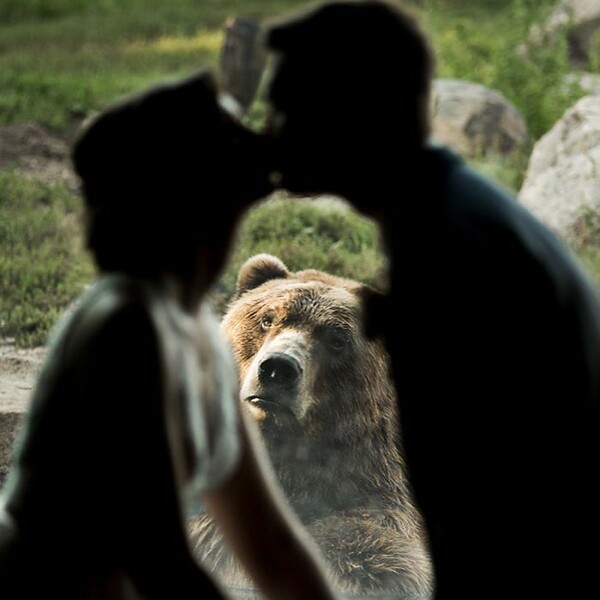 Παντρεύτηκαν σε ζωολογικό κήπο χωρίς να ρωτήσουν την αρκούδα! - Δείτε φάτσα...