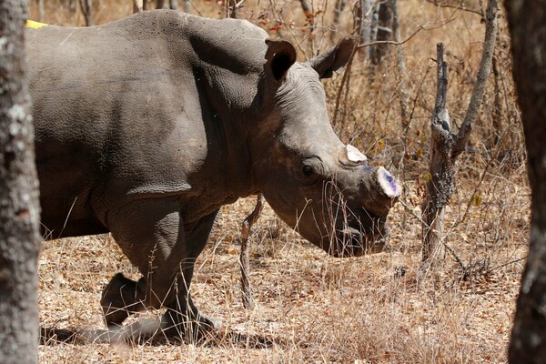 Στη Ζιμπάμπουε κόβουν τα κέρατα των ρινόκερων για να τους σώσουν τη ζωή