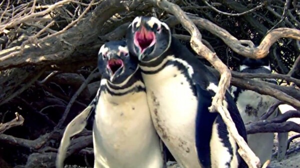 To βίντεο με τους πιγκουίνους που σόκαρε το ίντερνετ - Όταν ένας αρσενικός βρίσκει το ταίρι του με άλλο σύντροφο