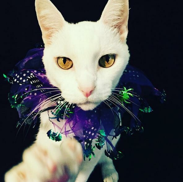 Ηaute Cature: Το instagram με τις πιο μοδάτες γάτες