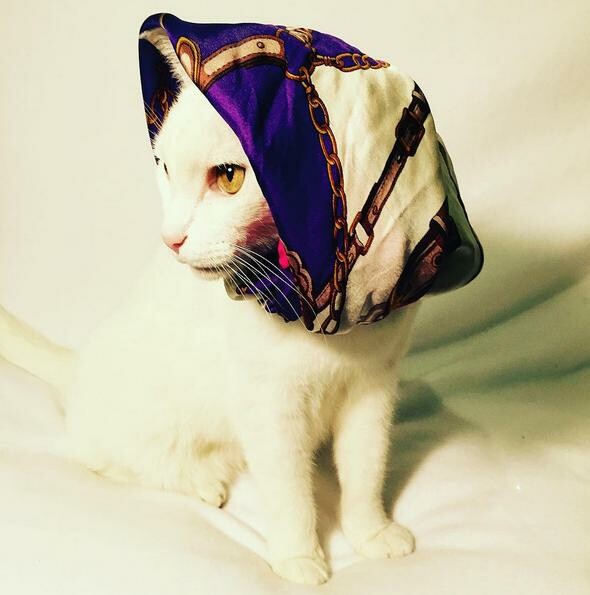 Ηaute Cature: Το instagram με τις πιο μοδάτες γάτες