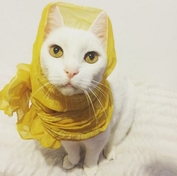 Ηaute Cature: Το instagram με τις πιο μοδάτες γάτες