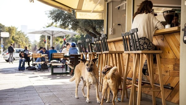 Στο Τελ Αβίβ υπάρχουν δεκάδες δημόσια πάρκα και παραλίες ειδικά για τους 25.000 σκύλους που ζουν εκεί