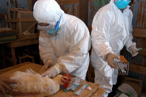 Η Ιαπωνία θα θανατώσει 210.000 πουλερικά μετά από κρούσματα γρίπης των πτηνών
