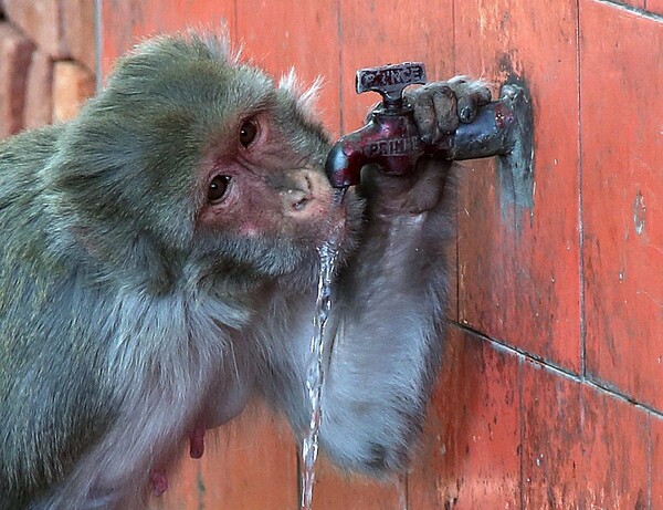 Μαϊμού άρπαξε και σκότωσε βρέφος στην Ινδία