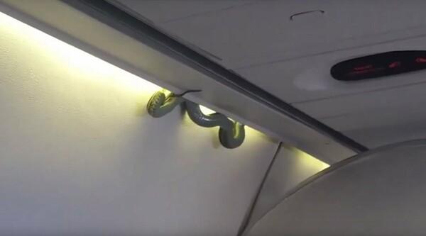 Δηλητηριώδες φίδι εμφανίζεται ξαφνικά σε αεροπλάνο και προκαλεί αναστάτωση - ΒΙΝΤΕΟ