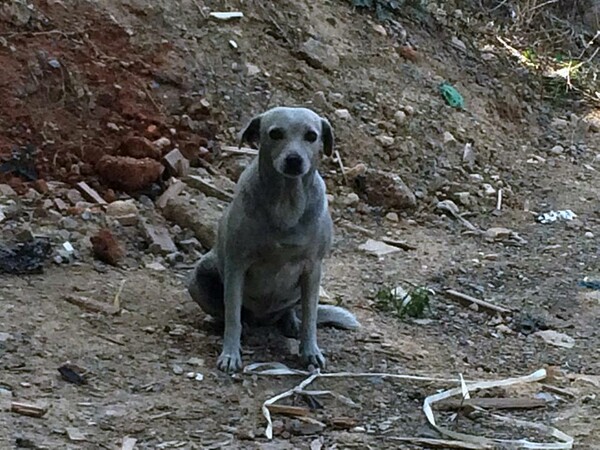 Άγνωστοι έβαψαν με μπλε μπογιά σκυλίτσα στην Κρήτη - ΦΩΤΟΓΡΑΦΙΕΣ