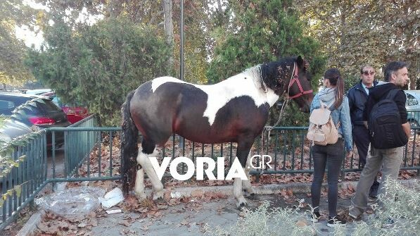 Άλογο βολτάρει αμέριμνο στο κέντρο της Θεσσαλονίκης (ΒΙΝΤΕΟ)