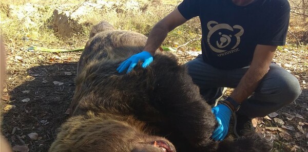 Νεκρή αρκούδα από τροχαίο στην Καστοριά- Ήταν η μεγαλύτερη που κατέγραψε ποτέ ο «Αρκτούρος»