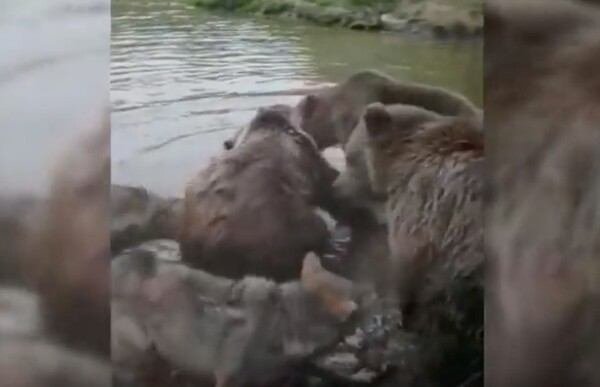 Η στιγμή που αρκούδες κατασπάραξαν λύκο σε ζωολογικό κήπο της Ολλανδίας - ΒΙΝΤΕΟ