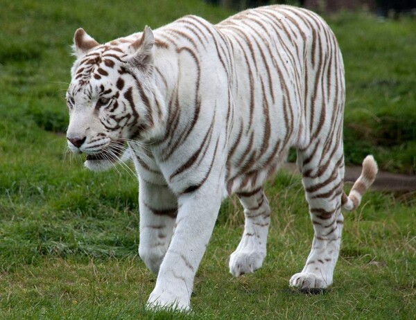 Η οικογένεια του υπαλλήλου ζωολογικού κήπο που σκότωσε η λευκή τίγρη απονέμει «χάρη» στο αιλουροειδές