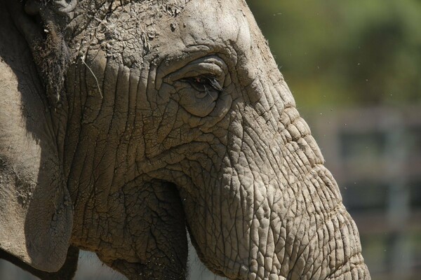 Ελευθερώστε τη Λάμι: Καμπάνια για τη μοναχική ελεφαντίνα στο Γιοχάνεσμπουργκ