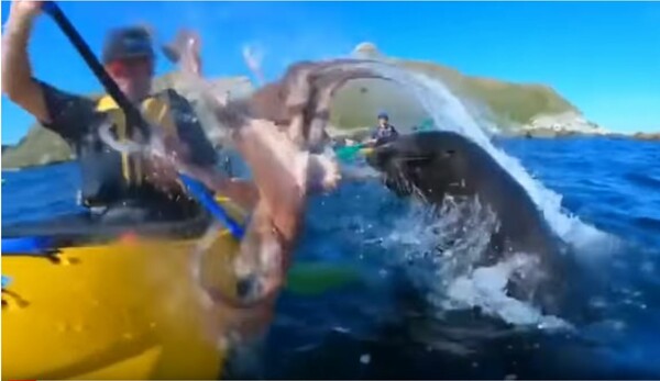 Μοναδικό βίντεο καταγράφει πώς μια φώκια χαστουκίζει με χταπόδι έναν κωπηλάτη