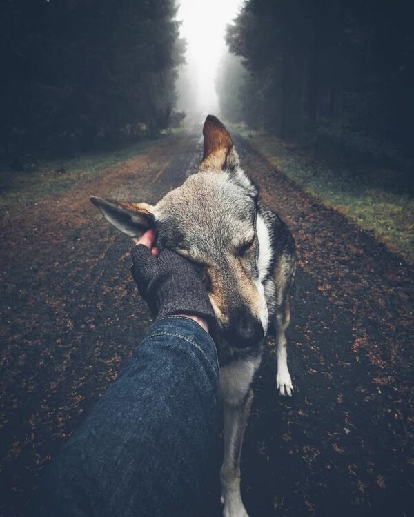 Βαρεθήκατε το #FollowMeTo με τα πιασμένα χέρια στο Instagram; Αυτός ο σκύλος έχει μια καλύτερη πρόταση