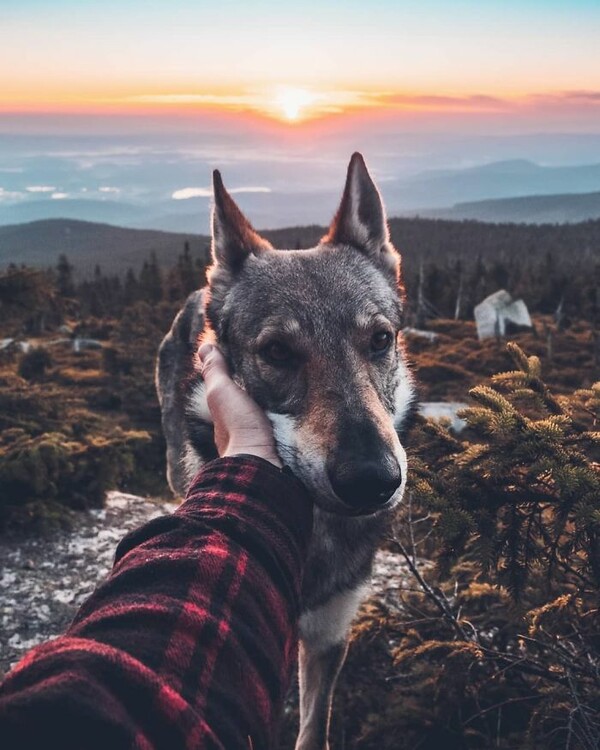 Βαρεθήκατε το #FollowMeTo με τα πιασμένα χέρια στο Instagram; Αυτός ο σκύλος έχει μια καλύτερη πρόταση