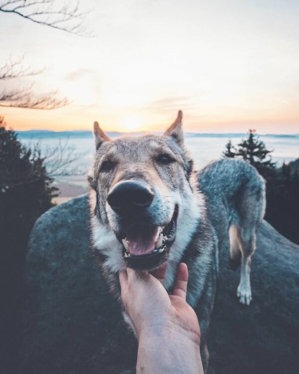 Βαρεθήκατε το #FollowMeTo με τα πιασμένα χέρια στο Instagram; Αυτός ο σκύλος έχει μια καλύτερη πρόταση