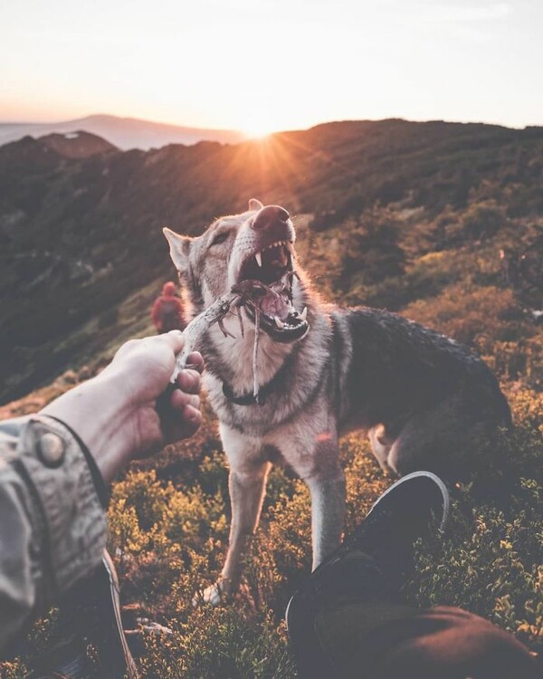 Βαρεθήκατε το #FollowMeTo με τα πιασμένα χέρια στο Instagram; Αυτός ο σκύλος έχει μια καλύτερη πρόταση