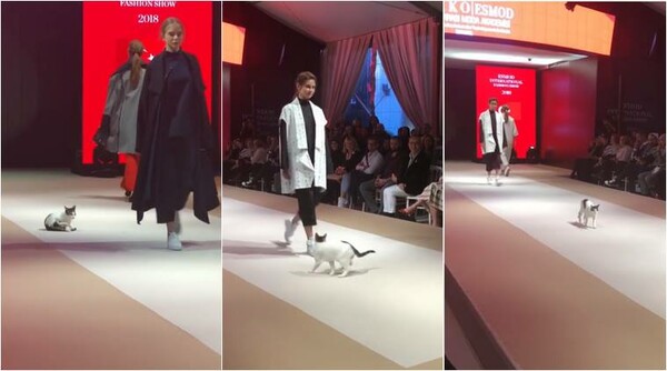 Γάτα εισβάλλει σε επίδειξη μόδας και κάνει catwalk (ΒΙΝΤΕΟ)