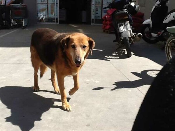 Πέθανε ο «Χάτσικο» της Κρήτης - O πιστός σκύλος που συγκίνησε το Πανελλήνιο