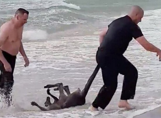 Καγκουρό πνίγεται στη θάλασσα, αλλά αστυνομικοί τρέχουν και του σώζουν τη ζωή