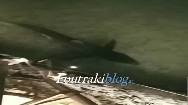 Εντοπίστηκε καρχαρίας 2.5 μέτρων στο λιμάνι του Λουτρακίου