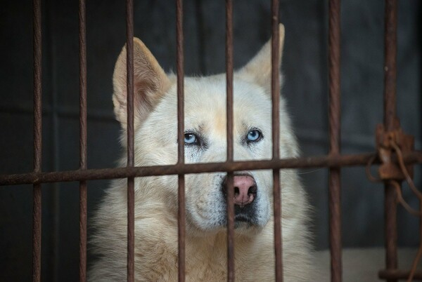 H μεγαλύτερη αγορά κρέατος σκύλων της Ν. Κορέας απαγόρευσε την θανάτωσή τους