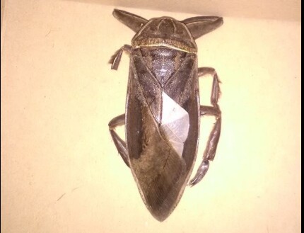 Σαρκοφάγο έντομο γίγας εμφανίστηκε στη Λαμία