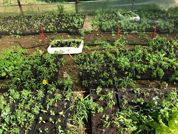 Κλείνει λόγω εφορίας λαχανόκηπος που έφτιαξαν μαθητές Δημοτικού σχολείου