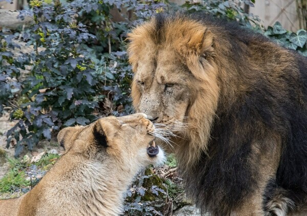 Λέαινα έπνιξε τον πατέρα των 3 λιονταριών της σε ζωολογικό κήπο