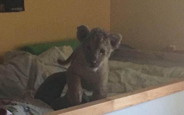 Μωρό λιοντάρι βρέθηκε σε διαμέρισμα στο Παρίσι- Το είχαν μέσα σε παιδικό κρεβάτι
