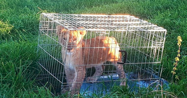 Αυτό το μικρό λιοντάρι βρέθηκε εγκαταλελειμμένο σε δρόμο στην Ολλανδία