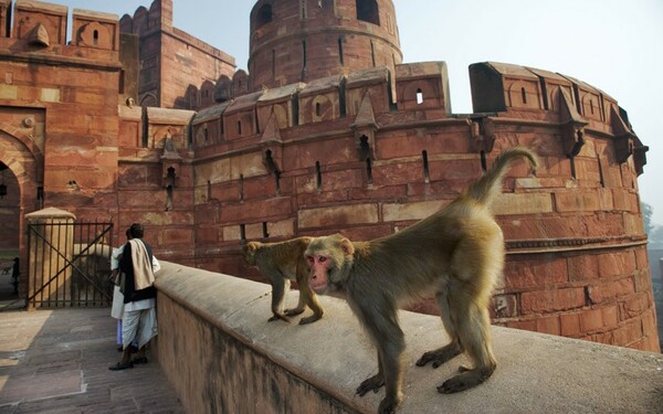 Μαϊμούδες λιθοβόλησαν μέχρι θανάτου άντρα στην Ινδία