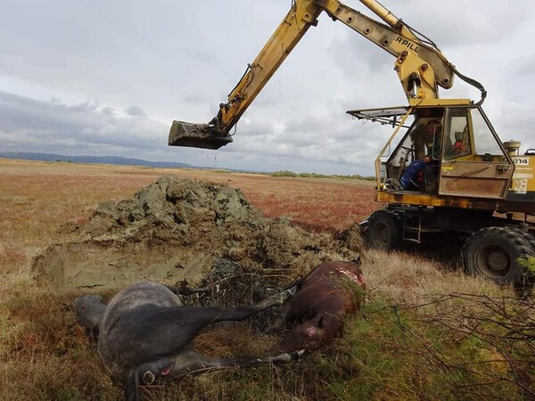 Οργή για τα πέντε νεκρά άγρια άλογα που βρέθηκαν πυροβολημένα στον Έβρο
