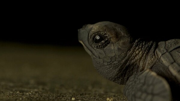 Το ΒΒC έδειξε στο Planet Earth χιλιάδες νεογέννητες χελώνες που όδευαν στο θάνατο, αλλά αποκάλυψε και πώς σώθηκαν