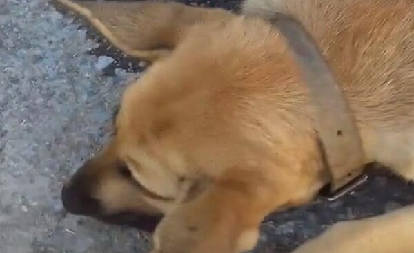 Οργή στην Κρήτη: Άγνωστοι πυροβόλησαν έγκυο σκυλίτσα