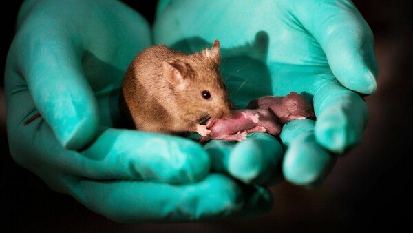 Ποντίκια του ίδιου φύλου έκαναν μωρά - Το νέο «πείραμα» των επιστημόνων και ο λόγος που έγινε