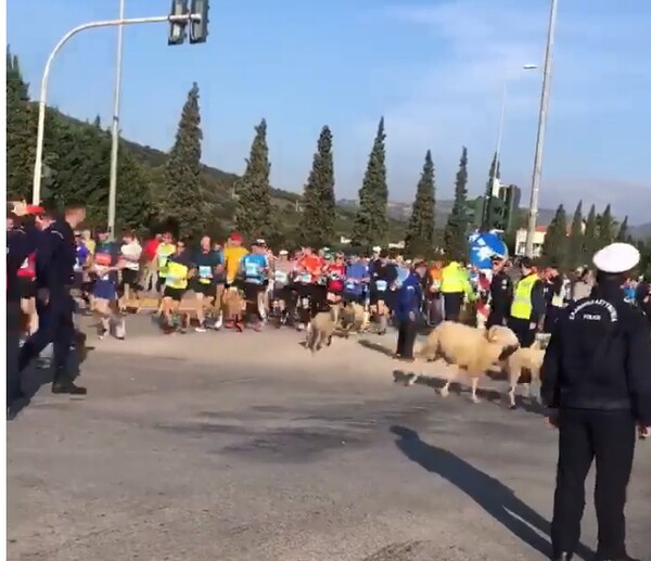 Το επικό βίντεο με το κοπάδι προβάτων και τον τσοπάνη στον Μαραθώνιο